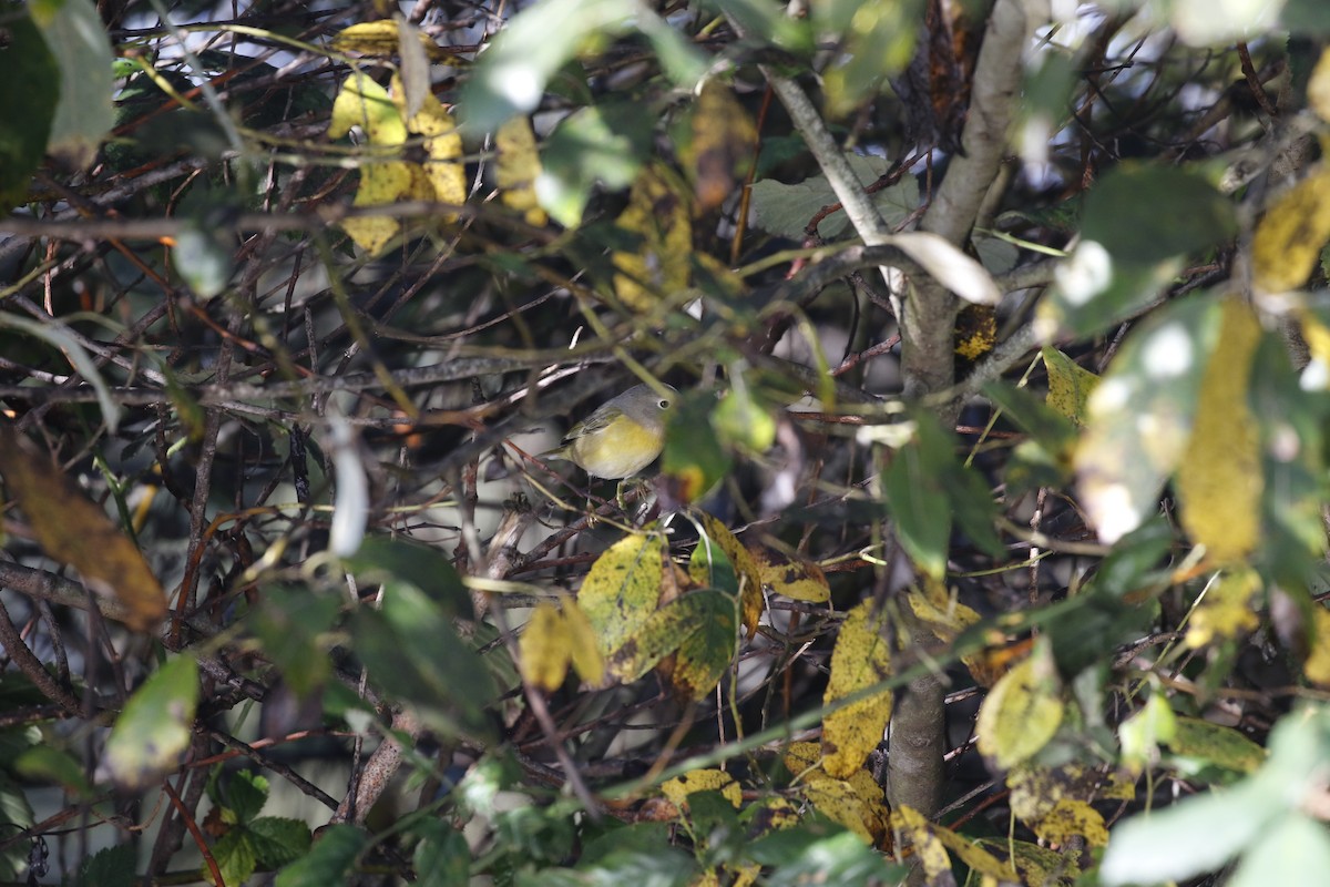 Nashville Warbler - Max Benningfield