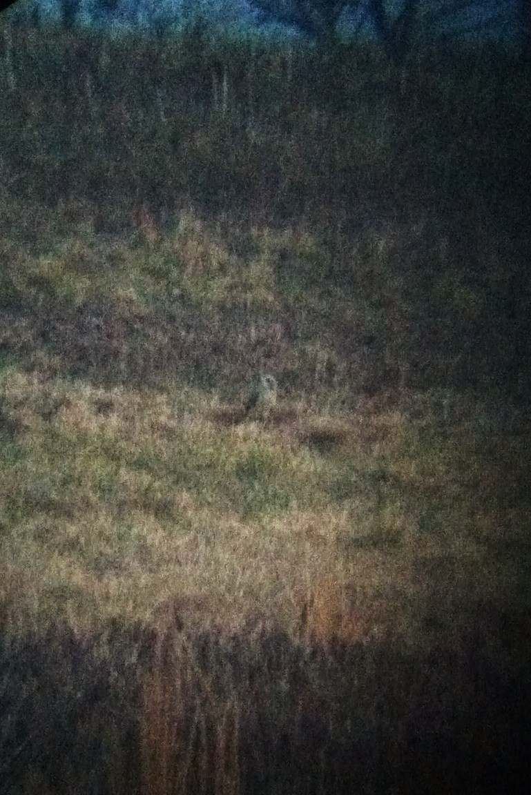 Short-eared Owl - ML610920333