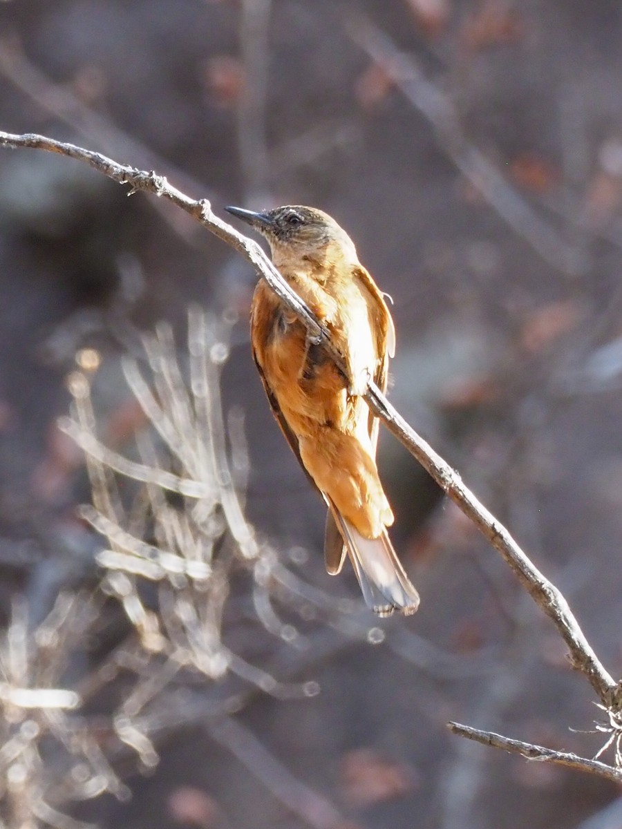 Cliff Flycatcher - ML610920369