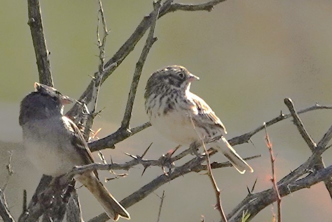 Vesper Sparrow - ML610920436