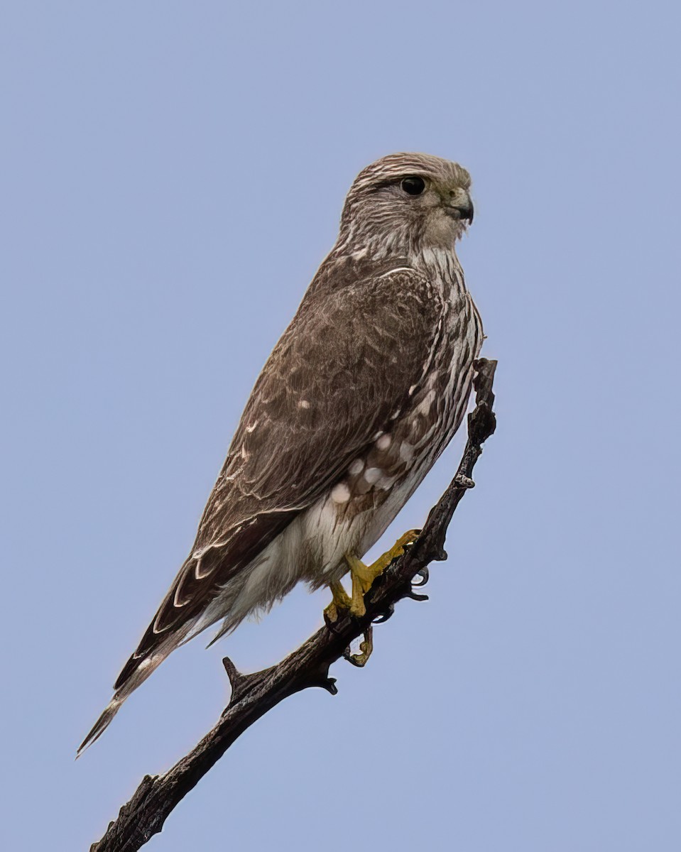 Merlin - ML610920458