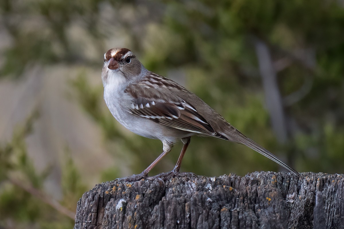 White-crowned Sparrow - ML610920470
