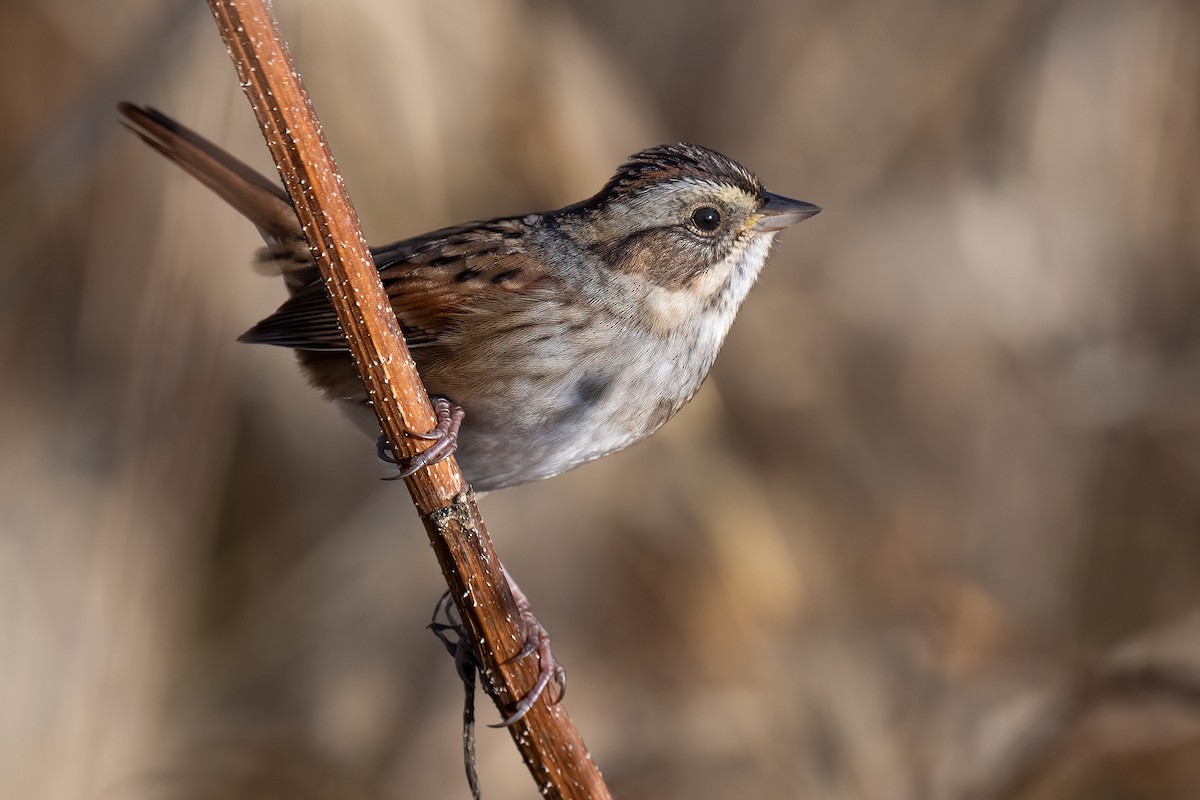 Swamp Sparrow - ML610920488