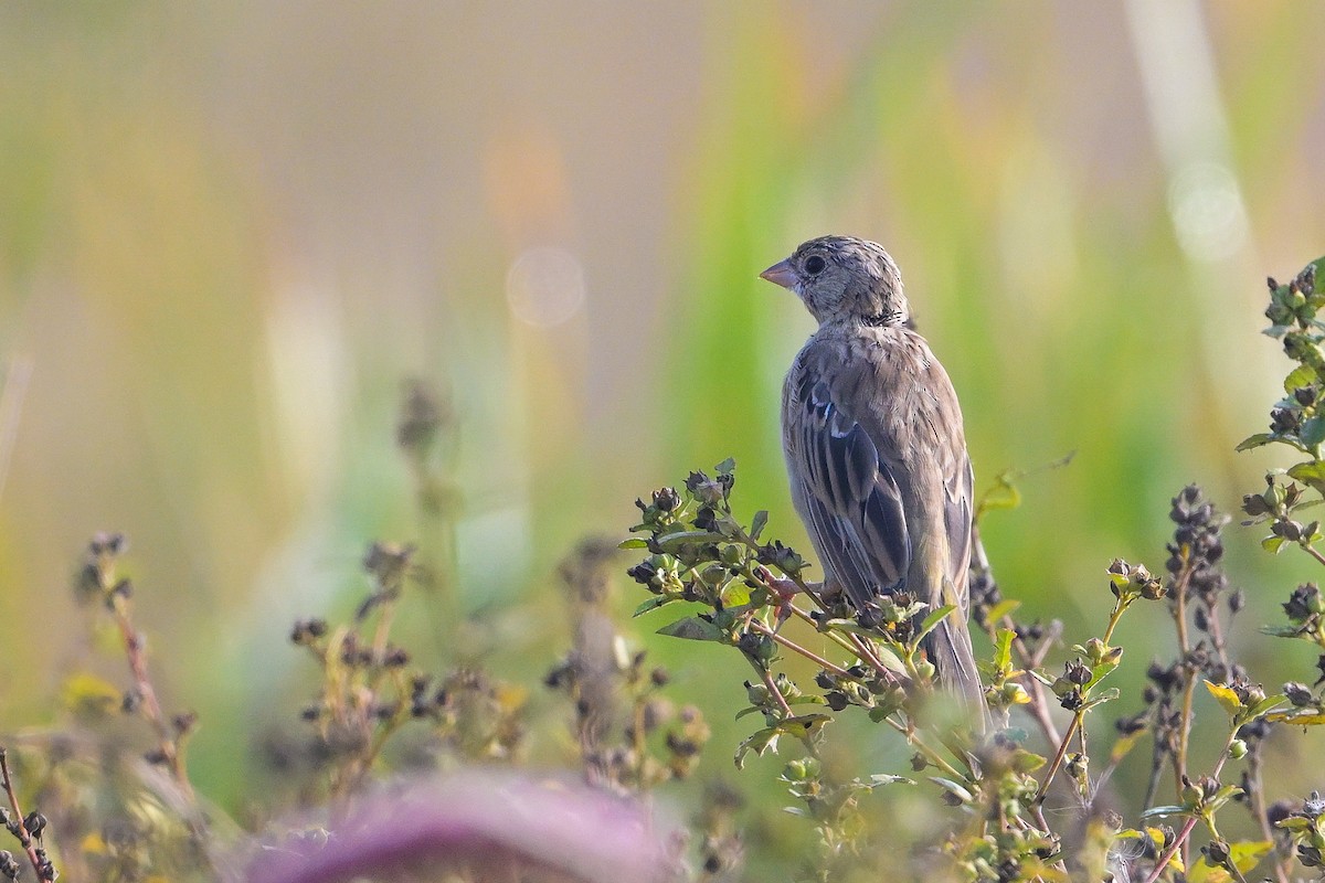 Black-headed Bunting - ML610920498