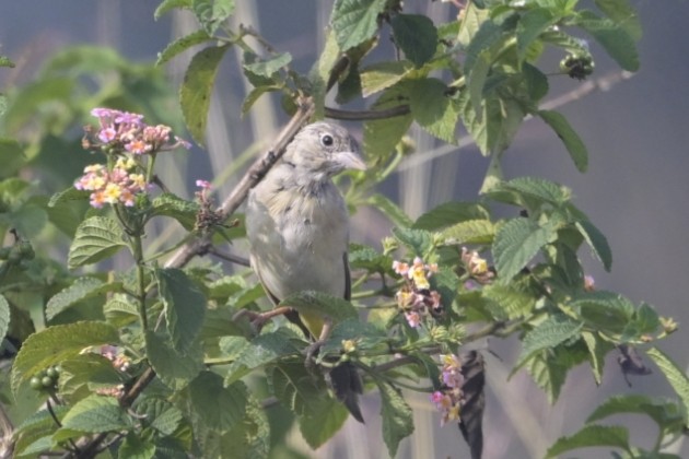 Black-headed Bunting - ML610920505