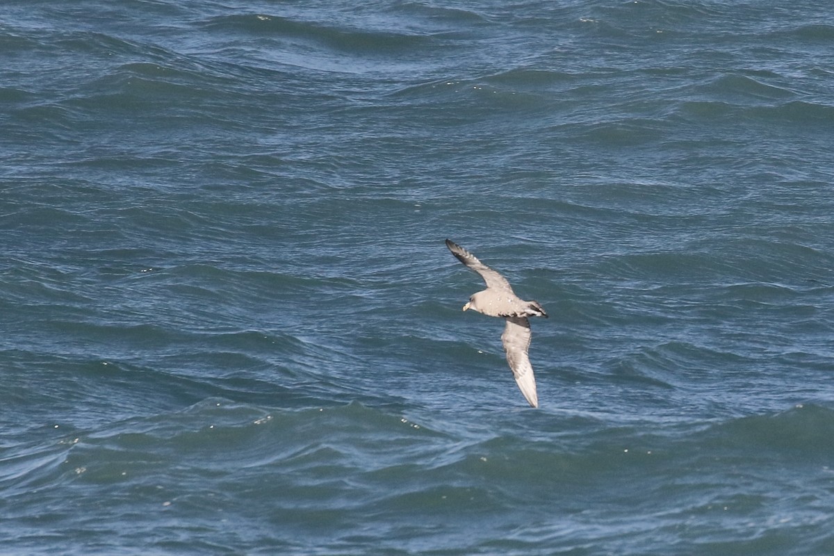 Northern Fulmar - Max Benningfield