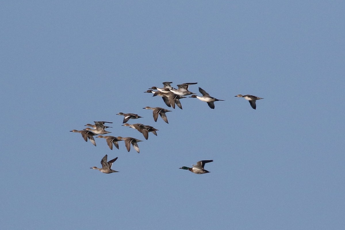 Mallard - Max Benningfield