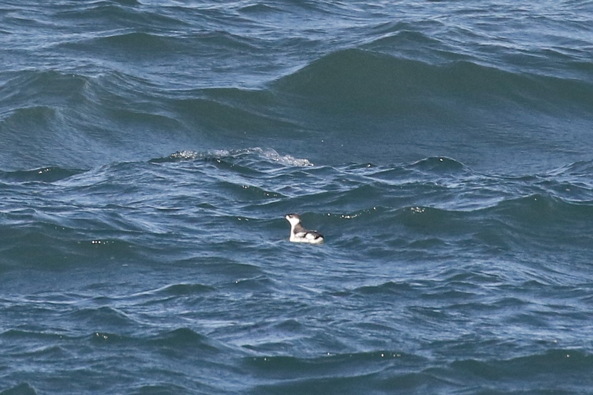 Marbled Murrelet - Max Benningfield