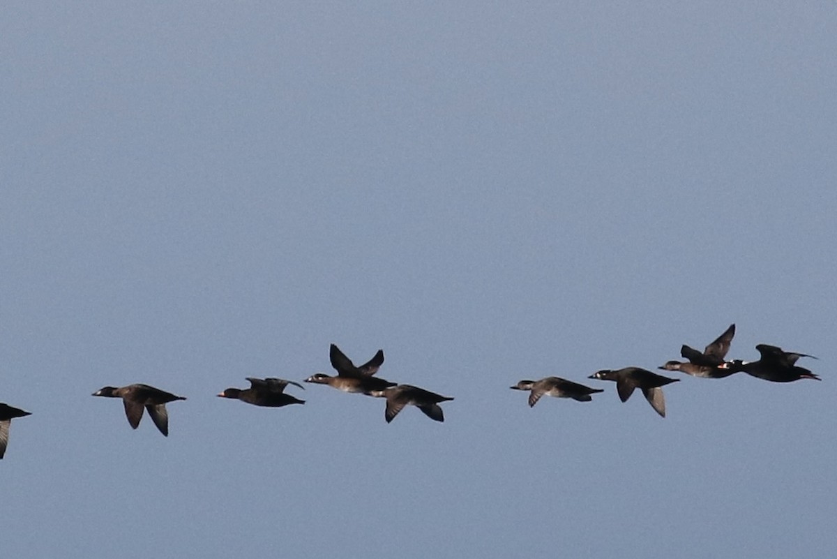 Black Scoter - Max Benningfield