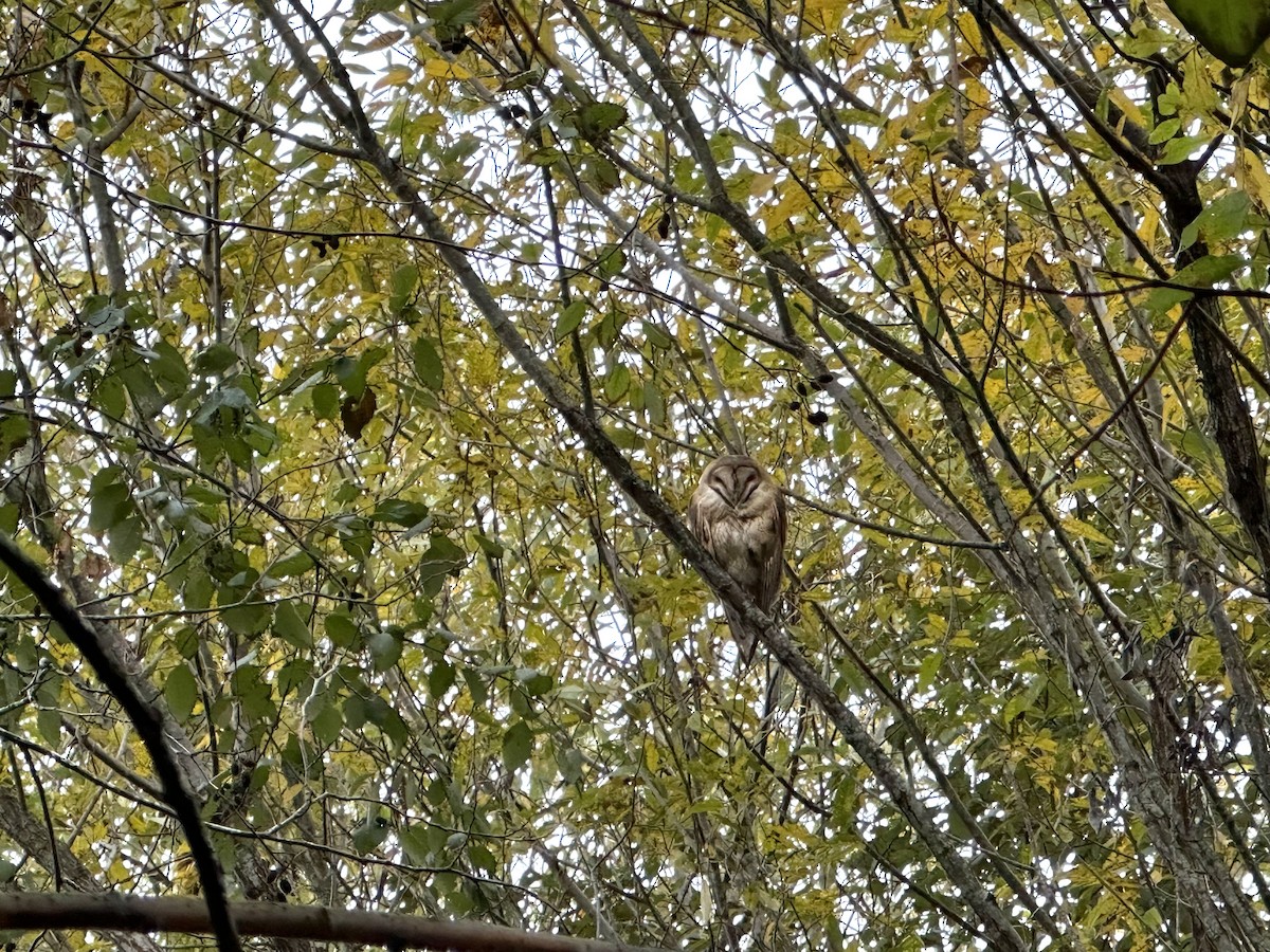 Barn Owl - ML610920617