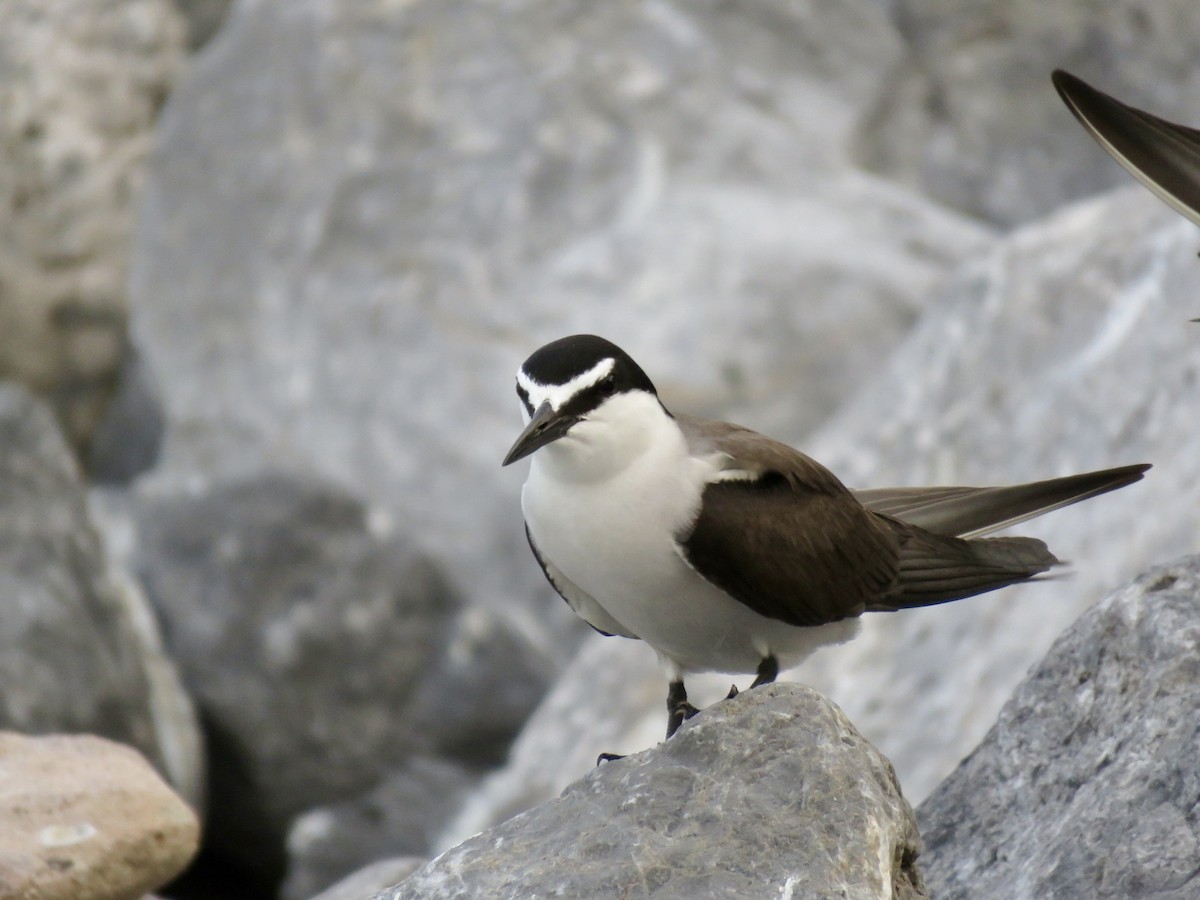Bridled Tern - Sreekar Rachakonda