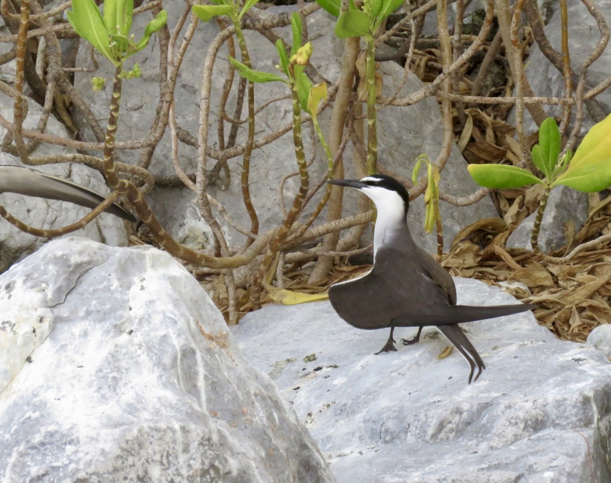 Bridled Tern - ML610920625