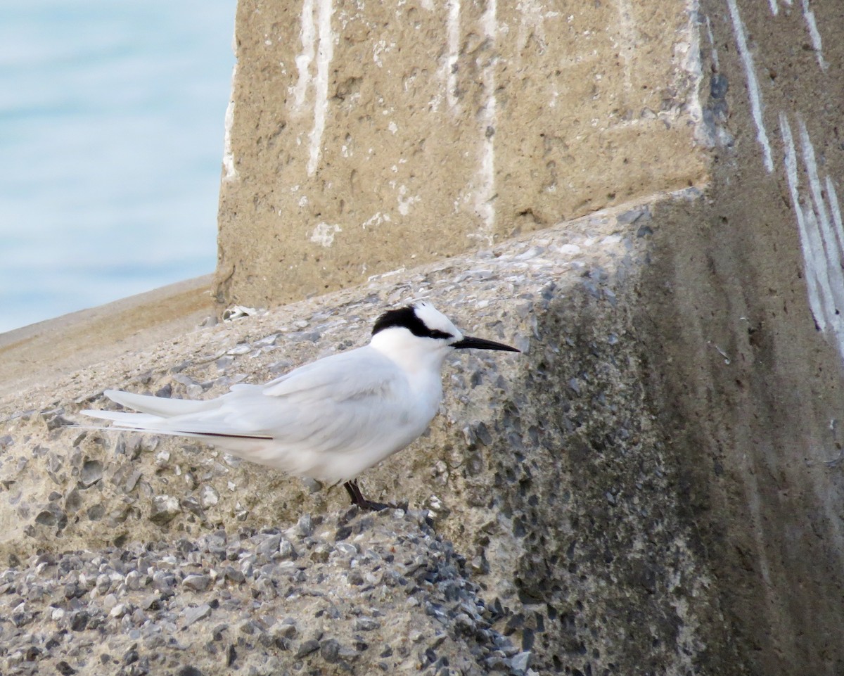 Black-naped Tern - ML610920633