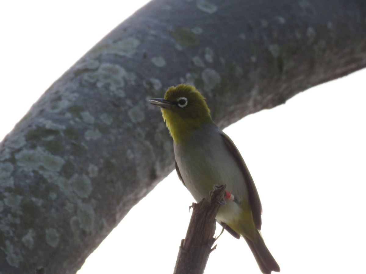 Silvereye - Sreekar Rachakonda