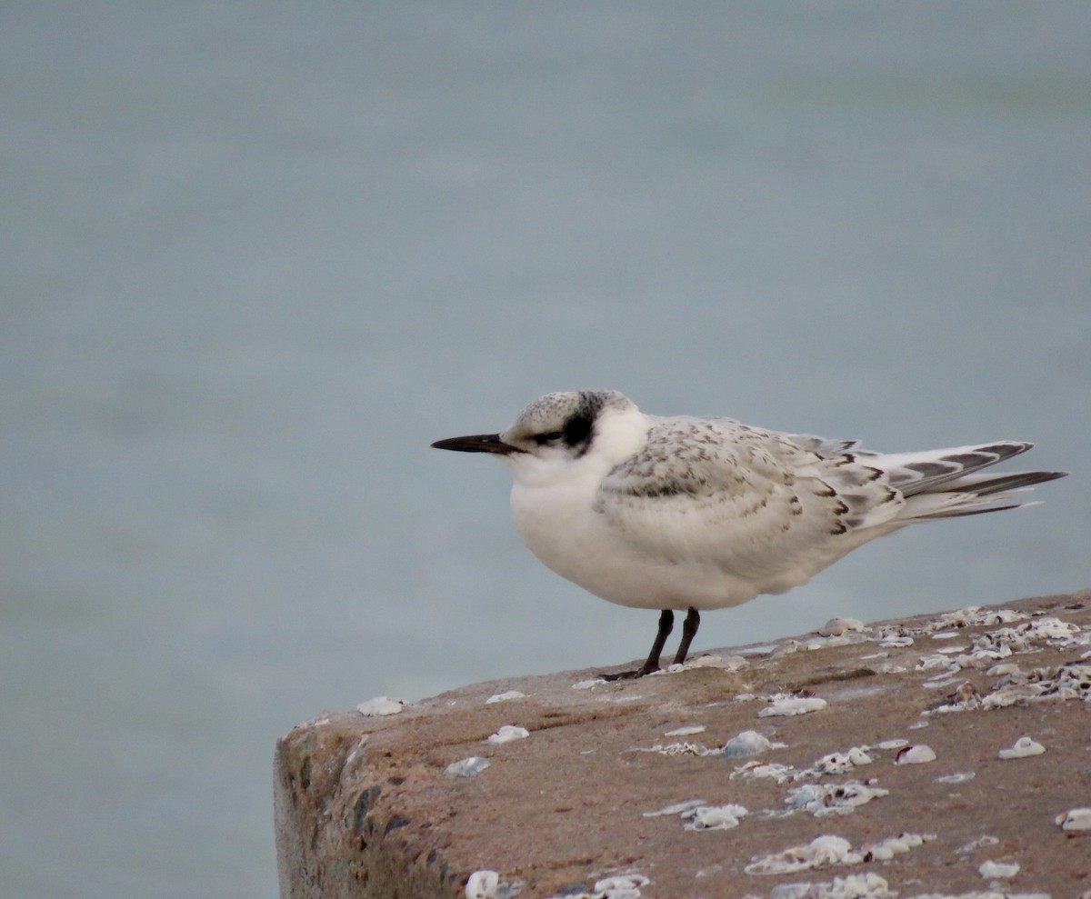 Black-naped Tern - ML610920655