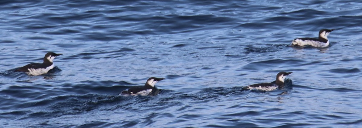 Common Murre - Walter Thorne