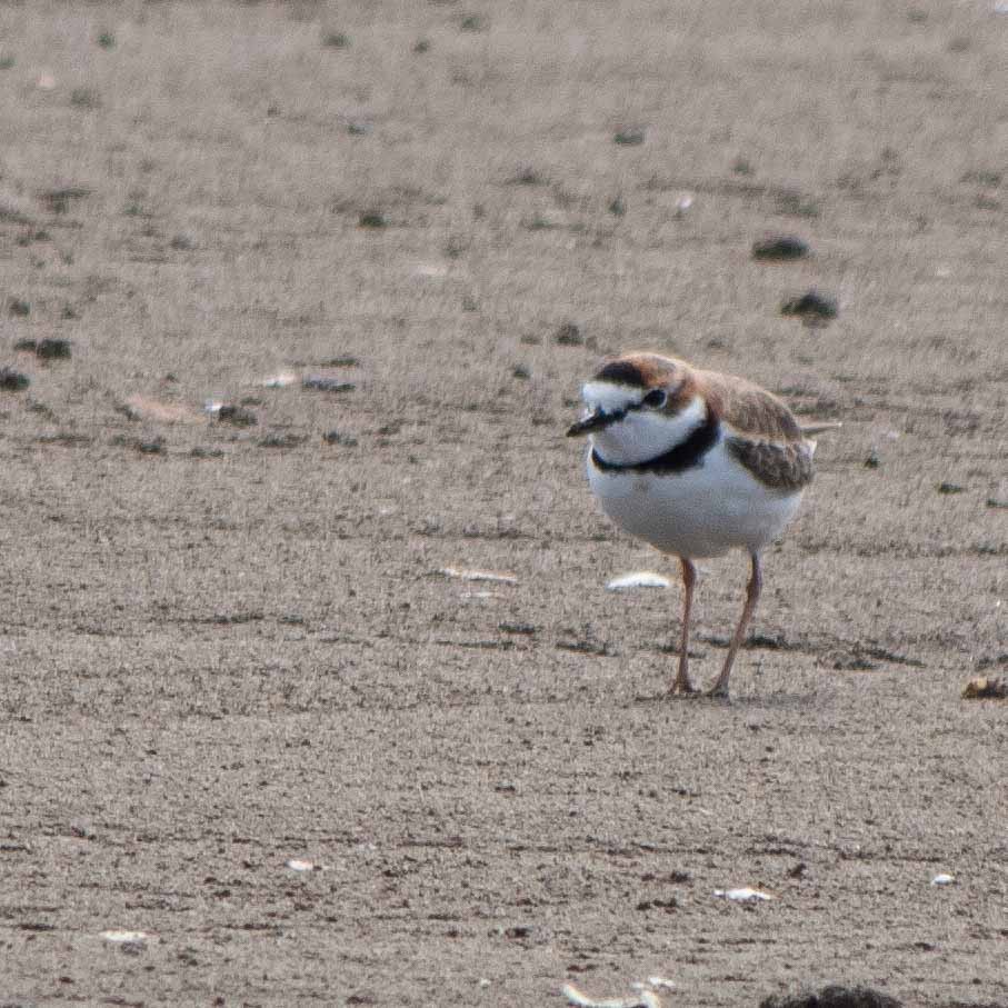 Collared Plover - ML610920731