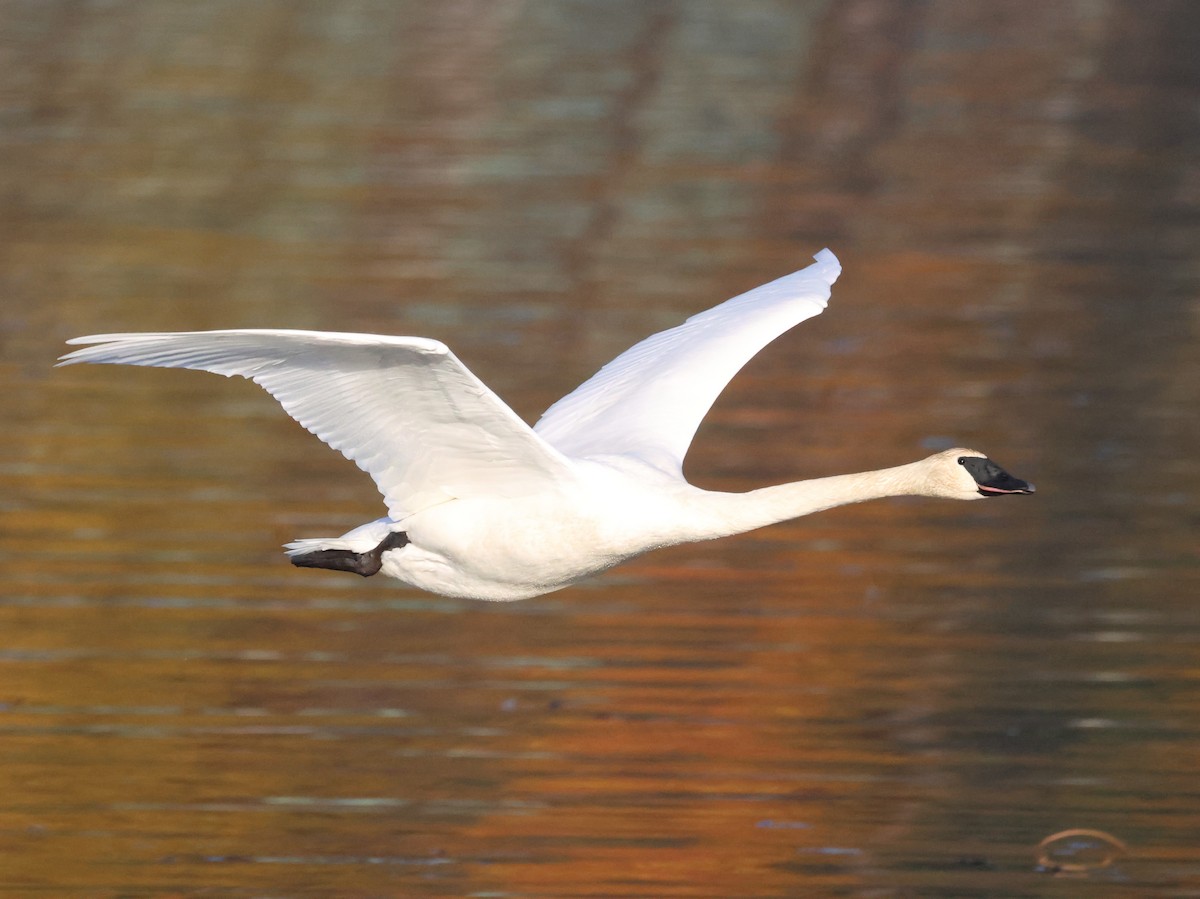 Trumpeter Swan - Chuck Guilford