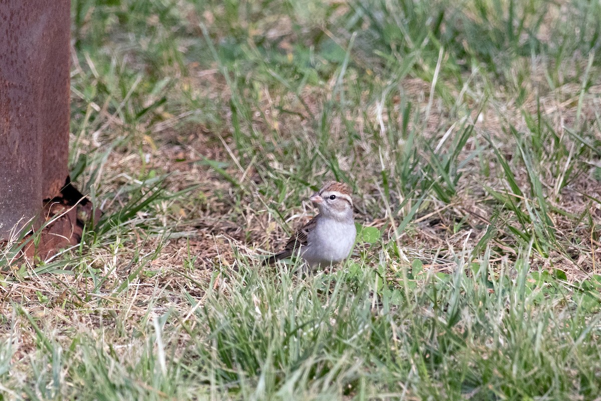 Chipping Sparrow - ML610920884