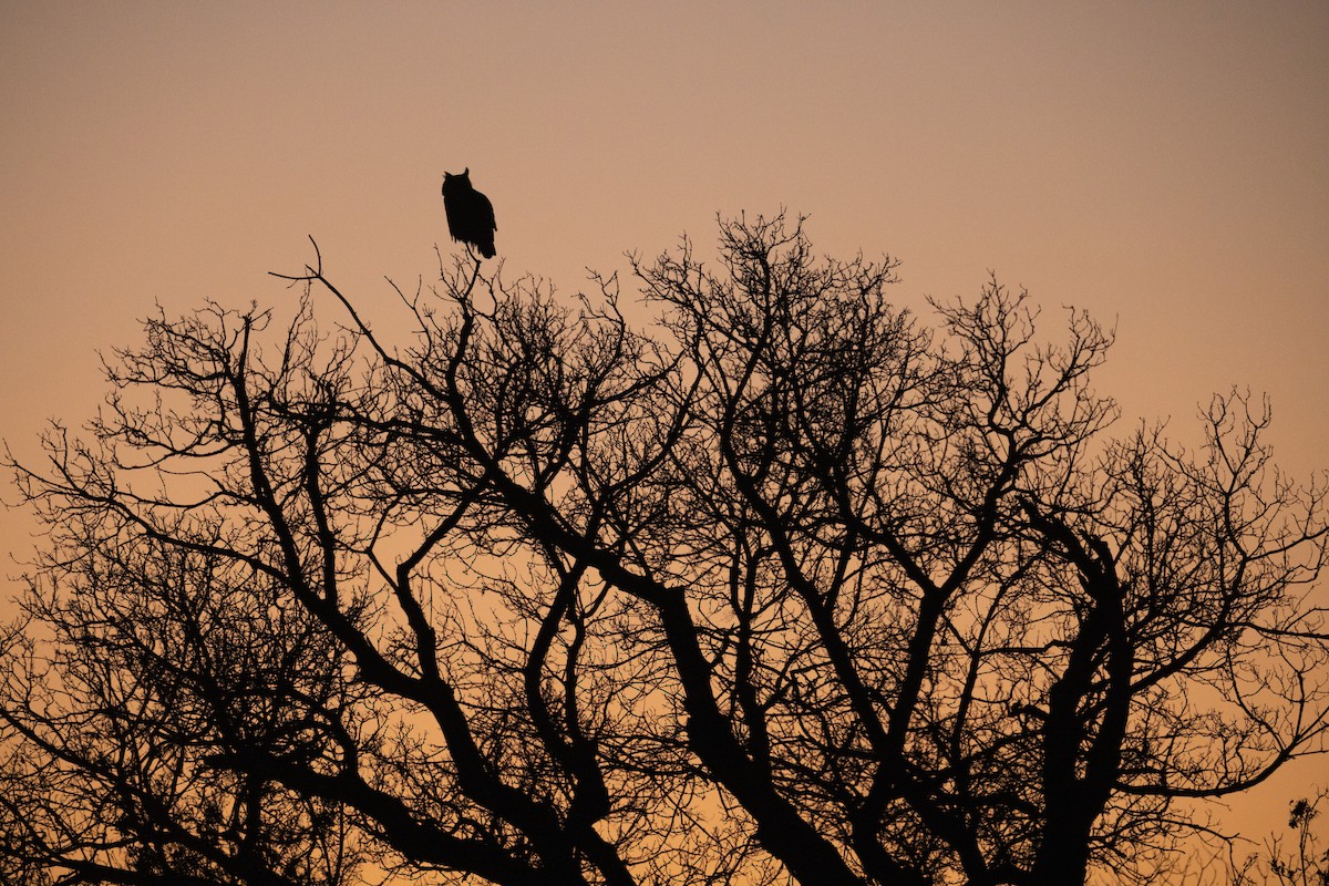 Great Horned Owl - Tyler Lausten