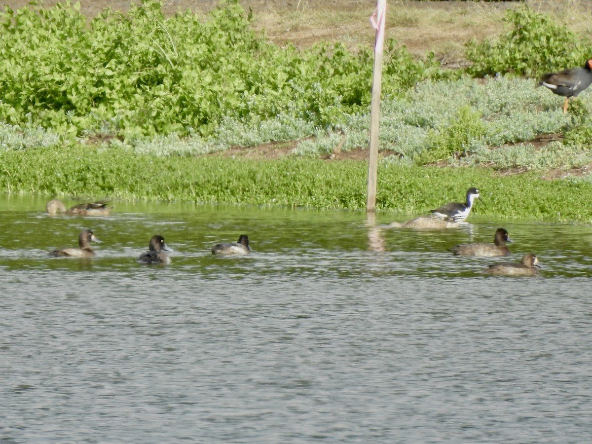 Lesser Scaup - ML610920922