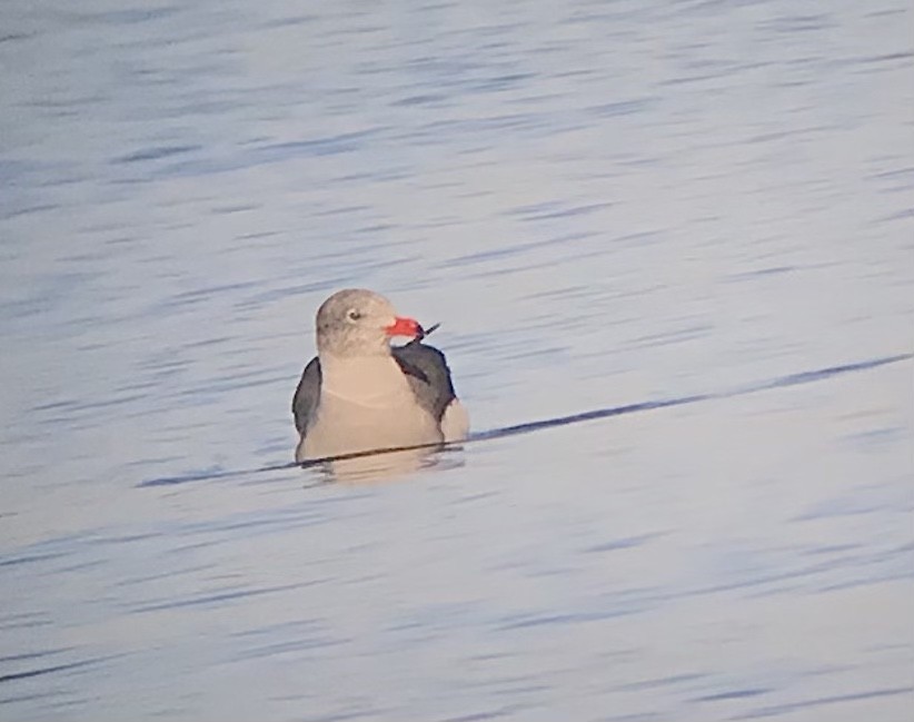 Gaviota Mexicana - ML610920943