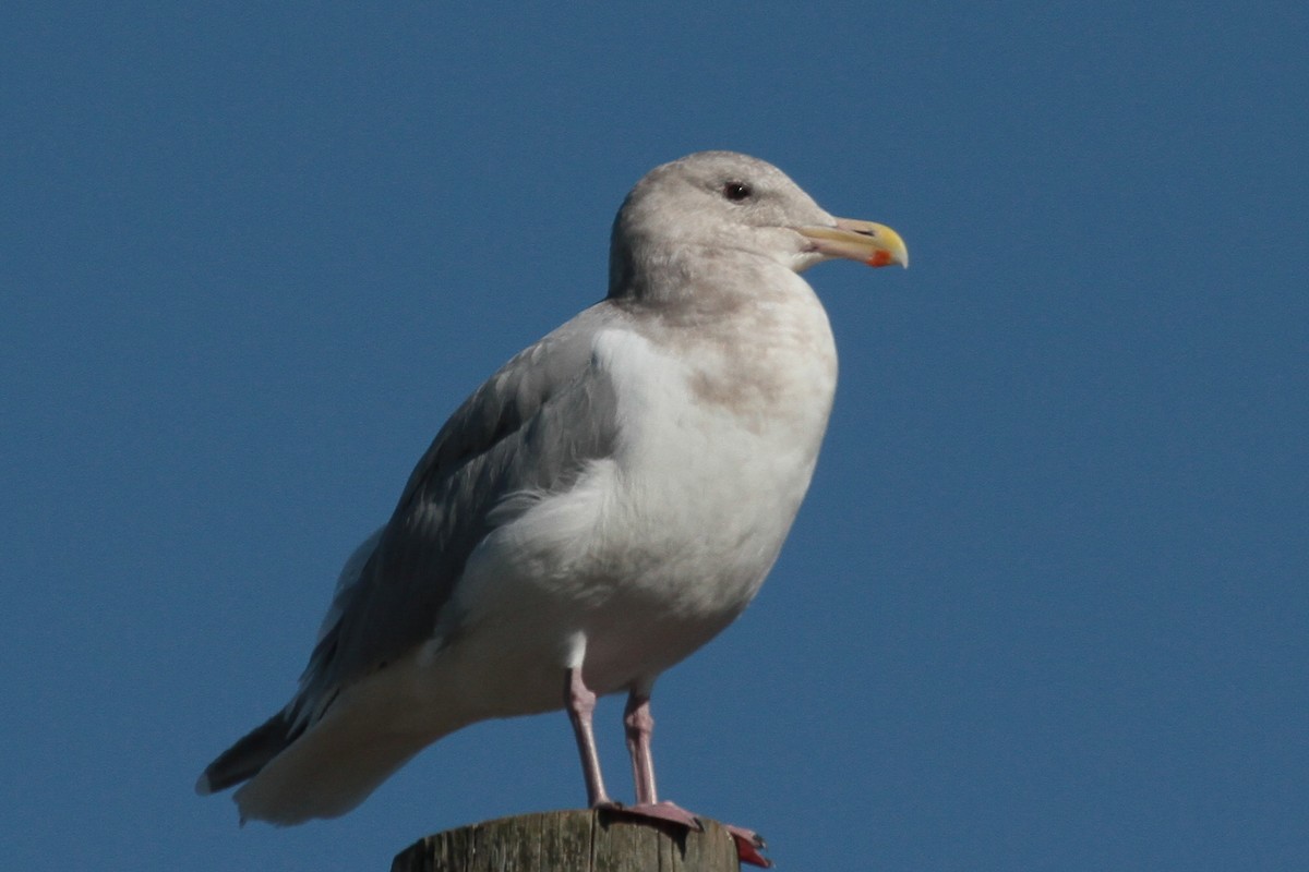 Western x Glaucous-winged Gull (hybrid) - ML610920946