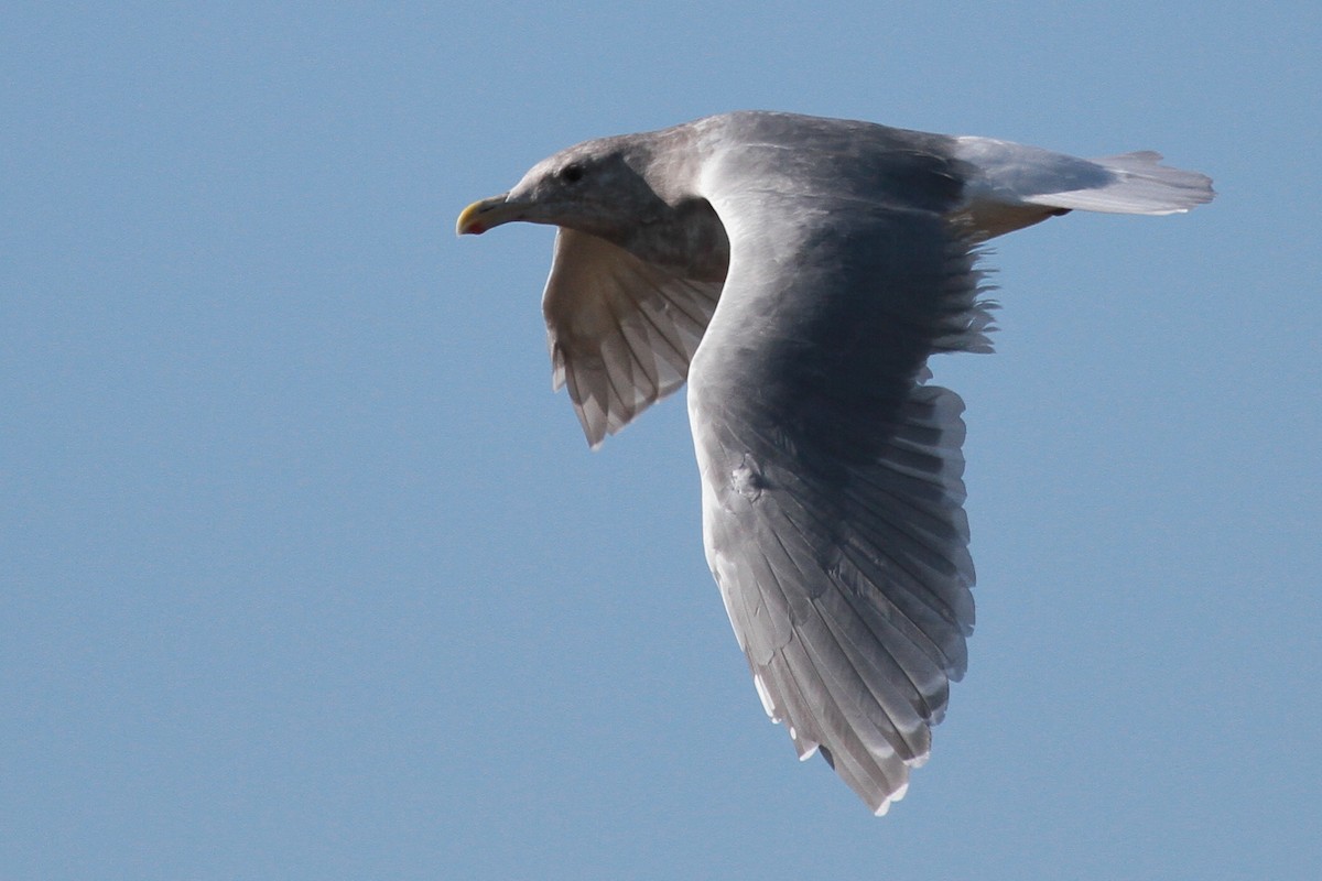 Western x Glaucous-winged Gull (hybrid) - ML610920947