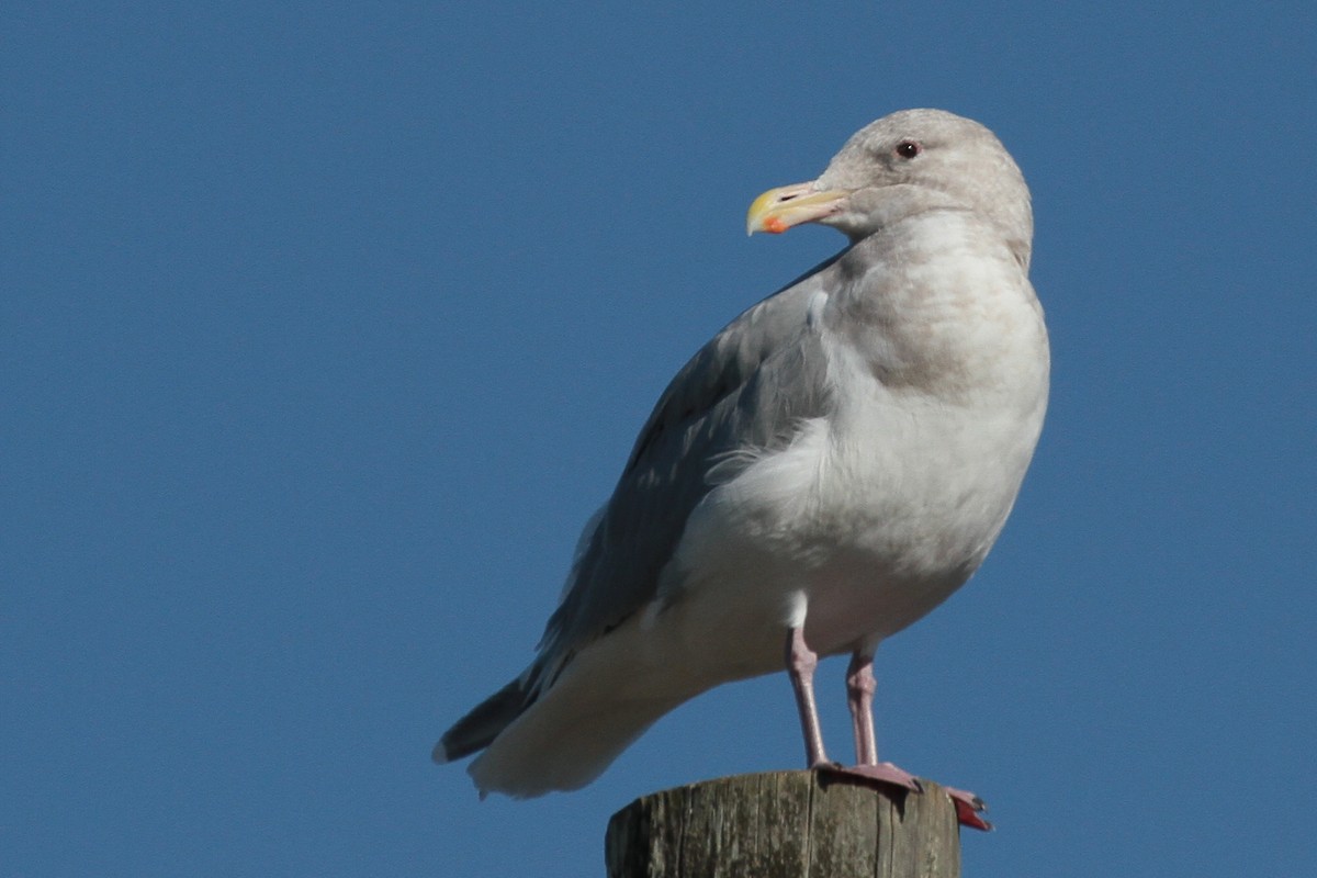 Western x Glaucous-winged Gull (hybrid) - ML610920948