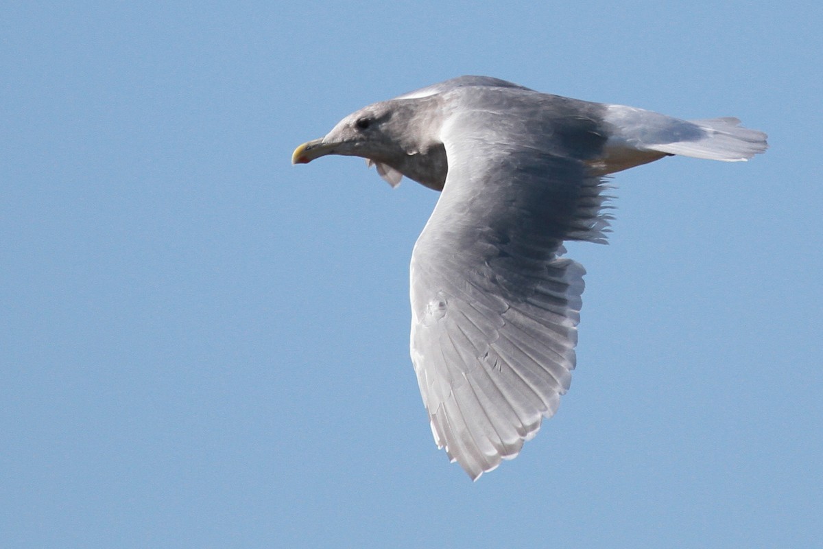 Western x Glaucous-winged Gull (hybrid) - Tim Bray