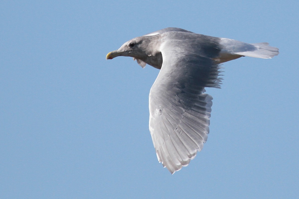 Western x Glaucous-winged Gull (hybrid) - ML610920949