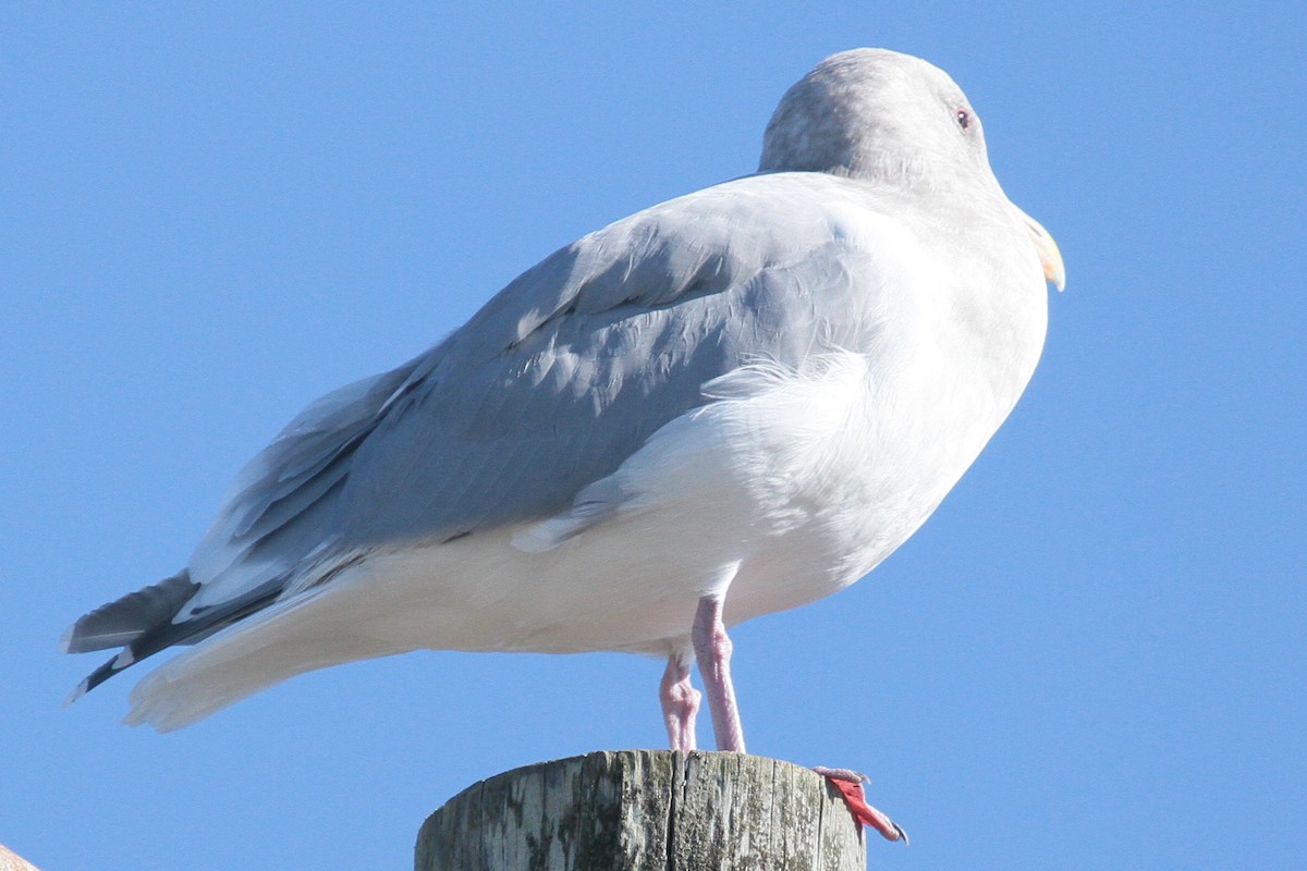 Western x Glaucous-winged Gull (hybrid) - Tim Bray