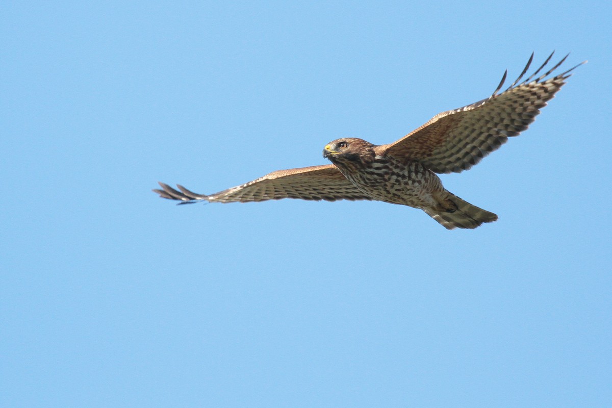 Red-shouldered Hawk - Tim Bray