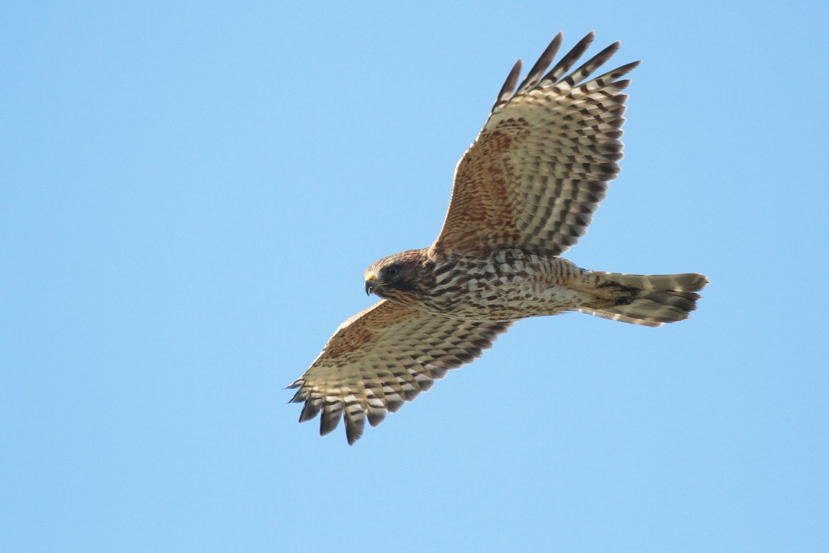 Red-shouldered Hawk - ML610920980