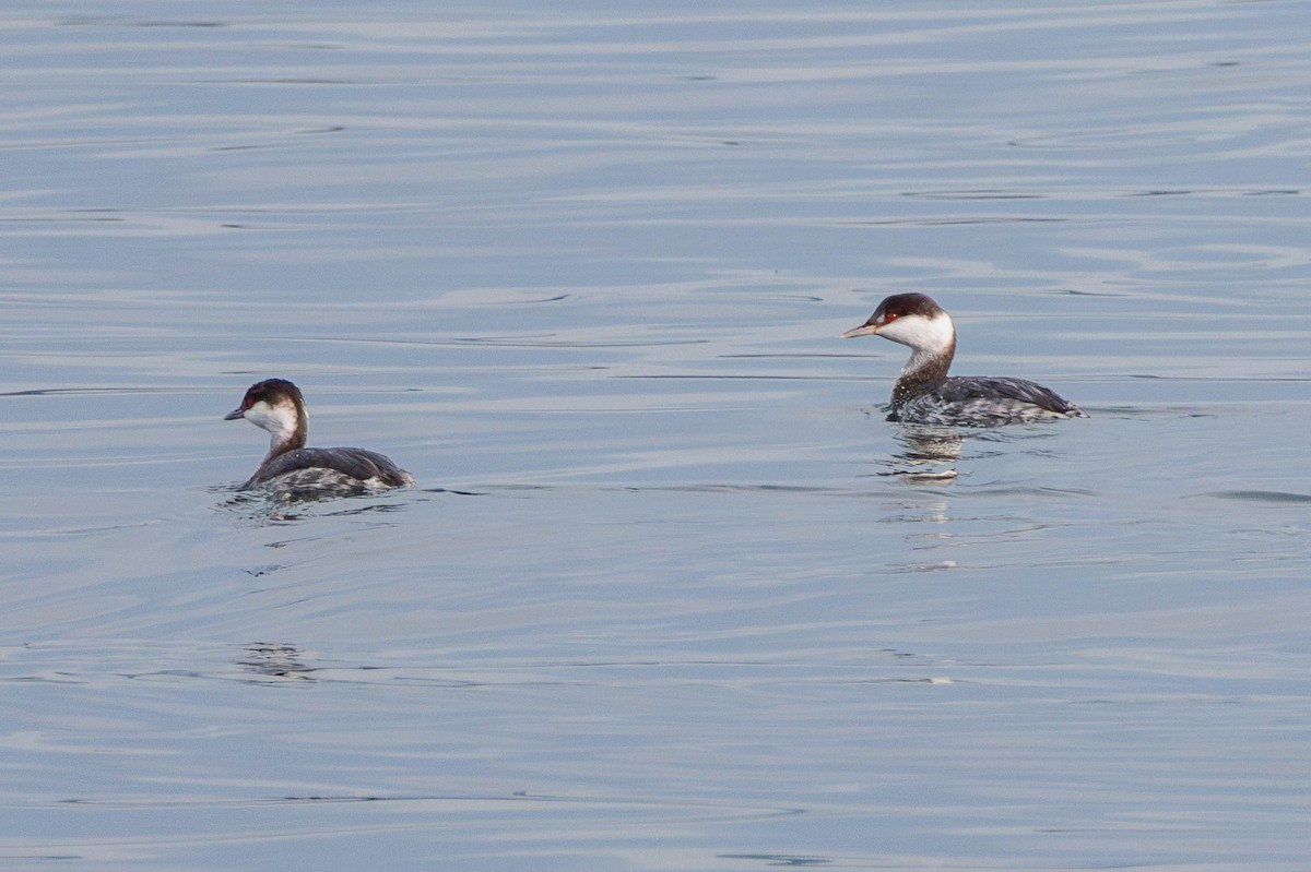 Horned Grebe - Pierce Louderback