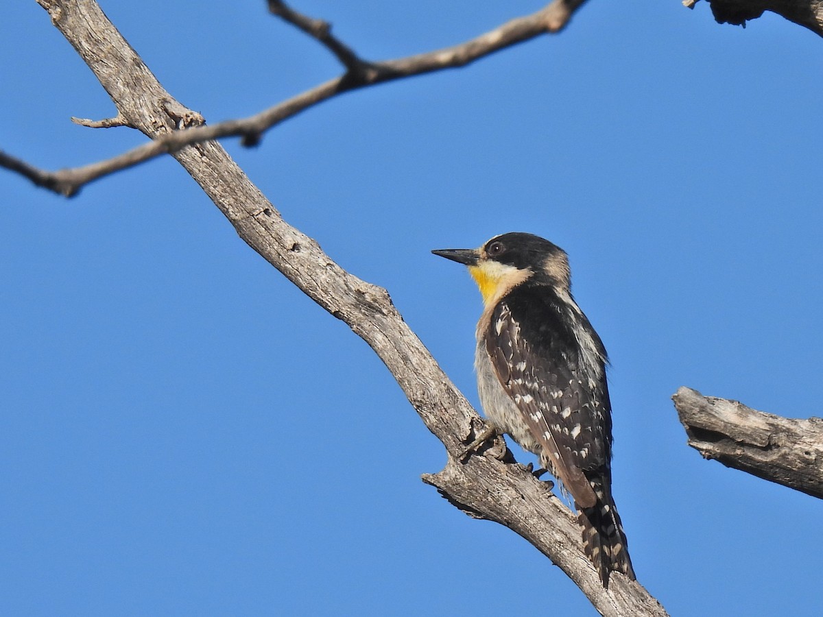 White-fronted Woodpecker - ML610921015