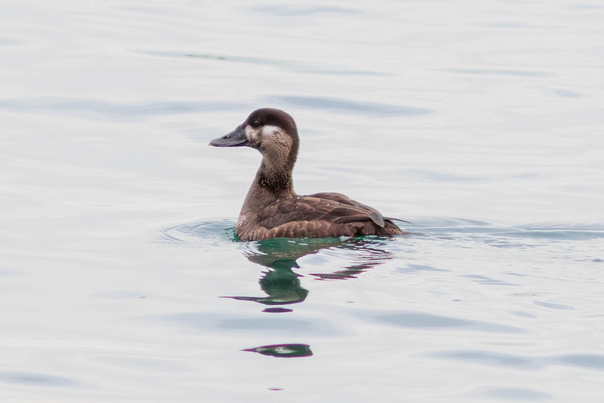 Surf Scoter - ML610921019