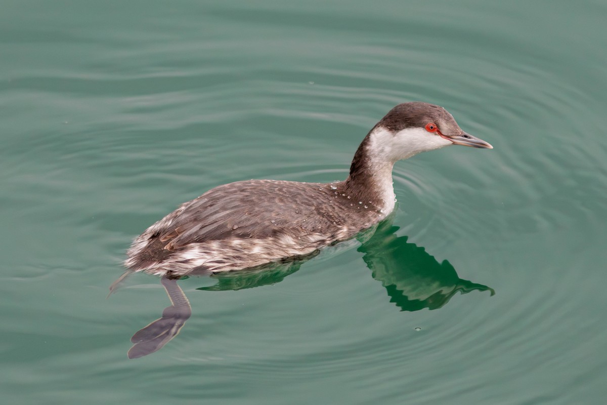 Horned Grebe - Pierce Louderback