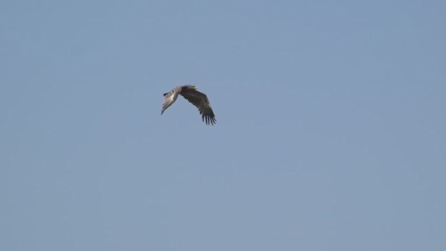 Greater Spotted Eagle - ML610921057