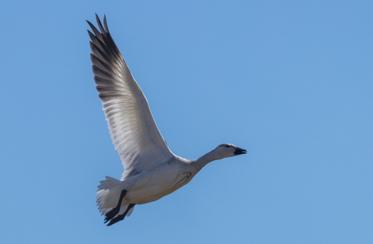 Snow Goose - Tyler Lausten