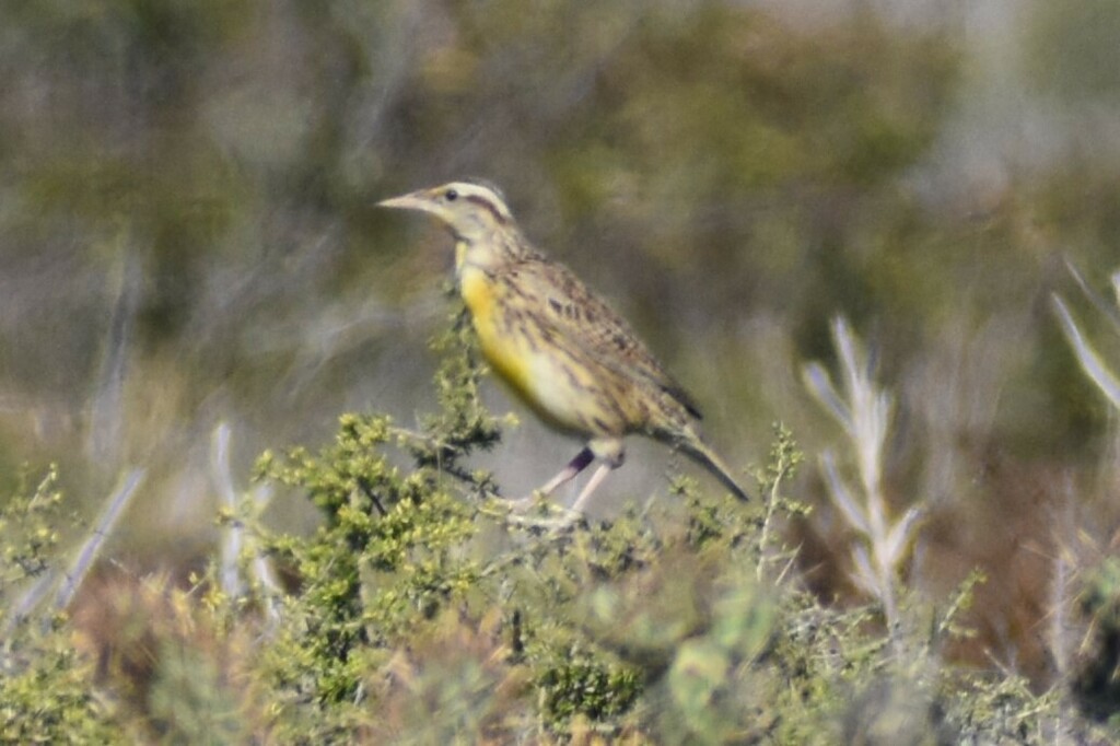 Western Meadowlark - ML610921079