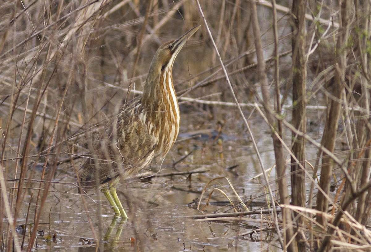 American Bittern - ML610921164