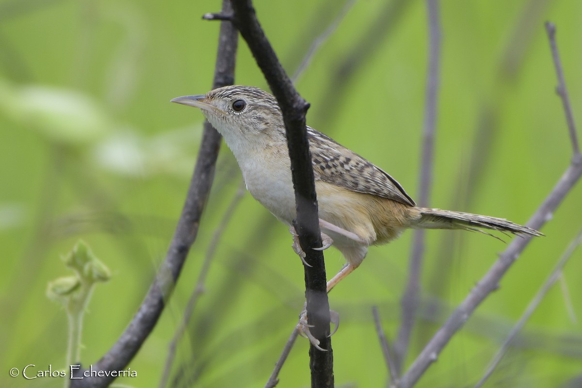 Grass Wren - ML61092121