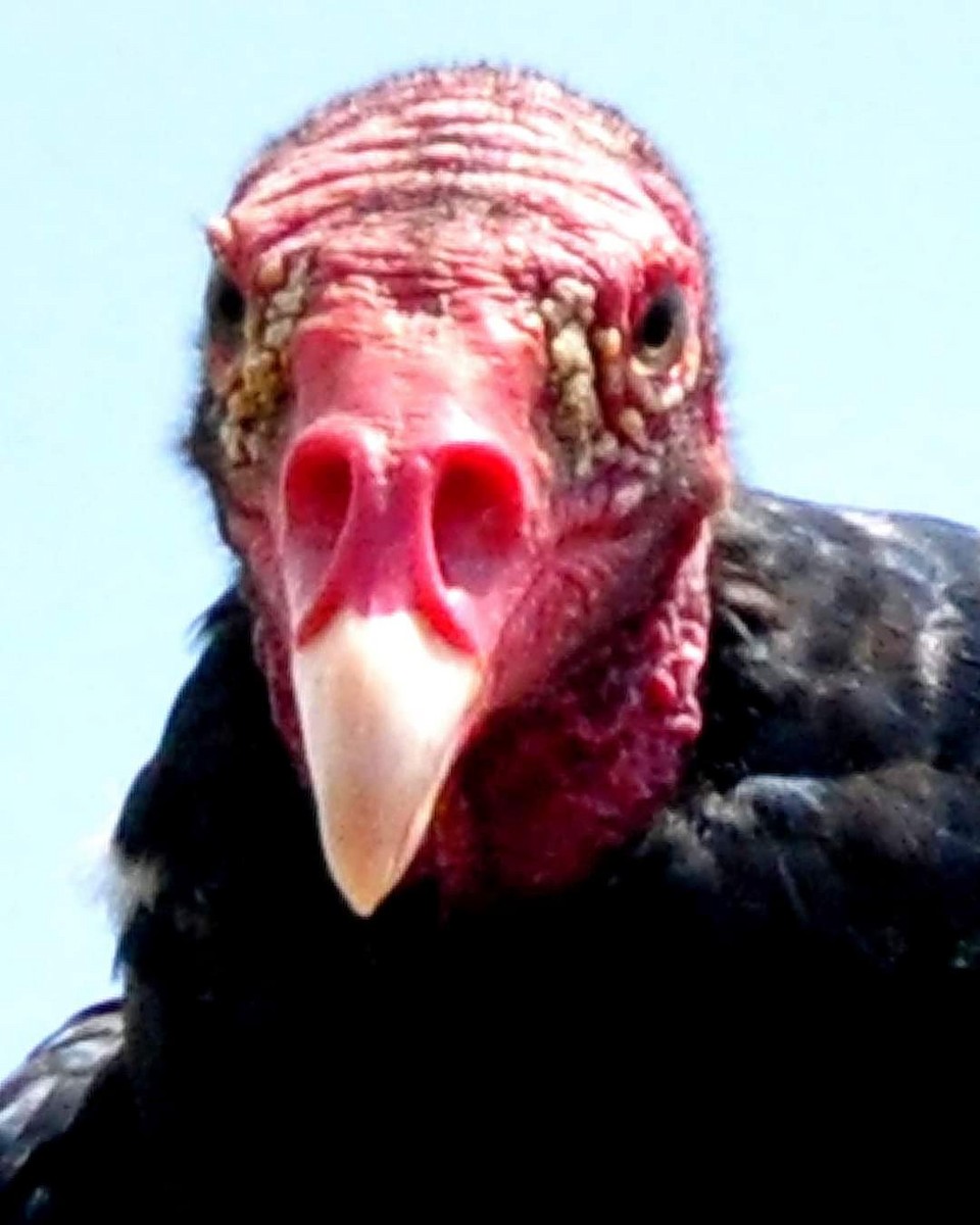 Turkey Vulture - Pedro Perez Portales