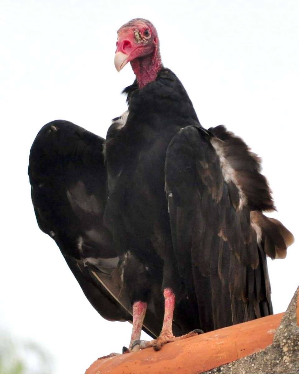 Turkey Vulture - Pedro Perez Portales