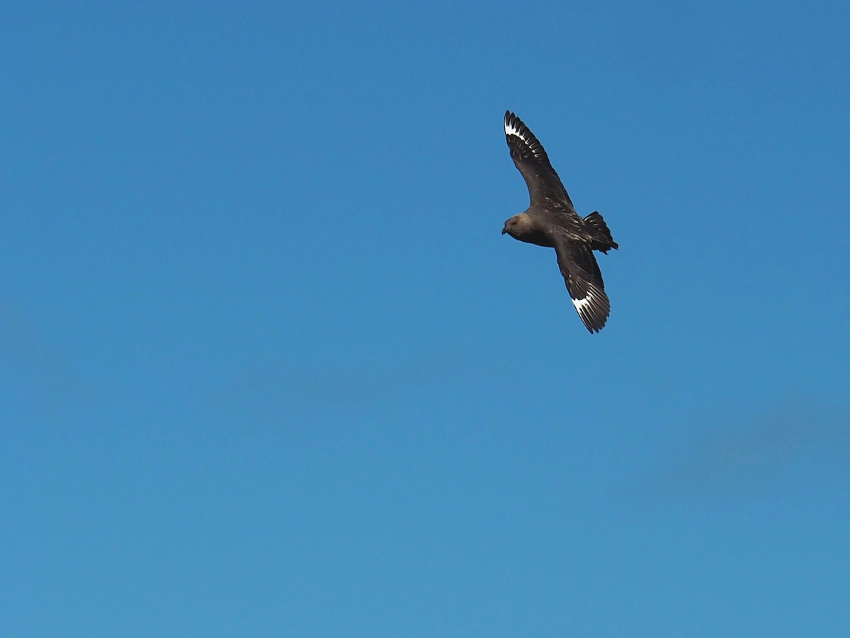 Brown Skua - Joseph Bliss