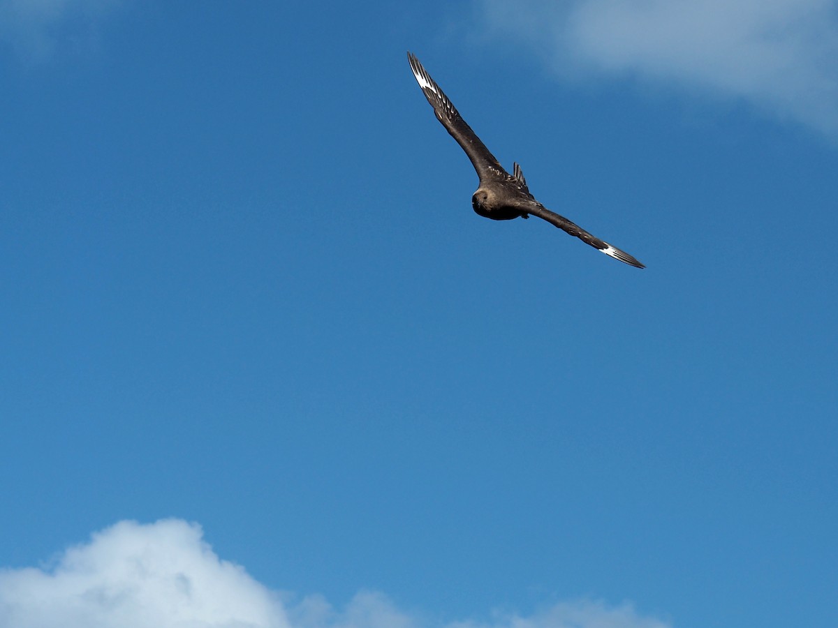 Brown Skua - ML610921493