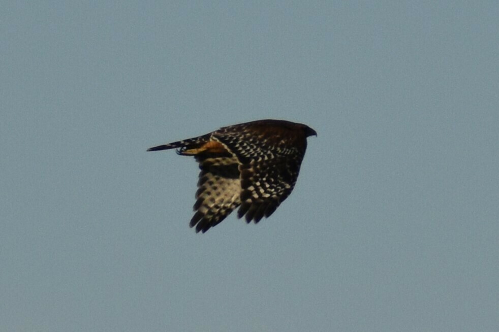 Red-shouldered Hawk - ML610921498