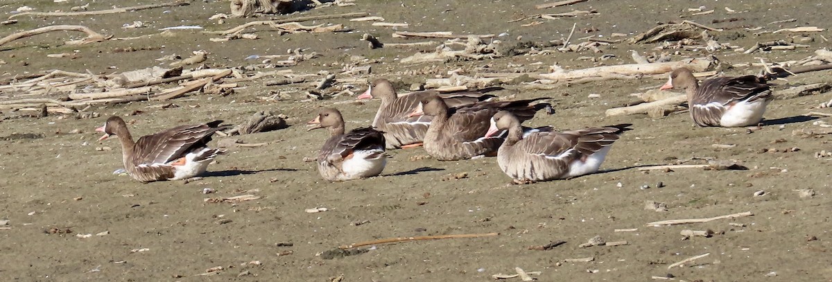 Greater White-fronted Goose - ML610921517