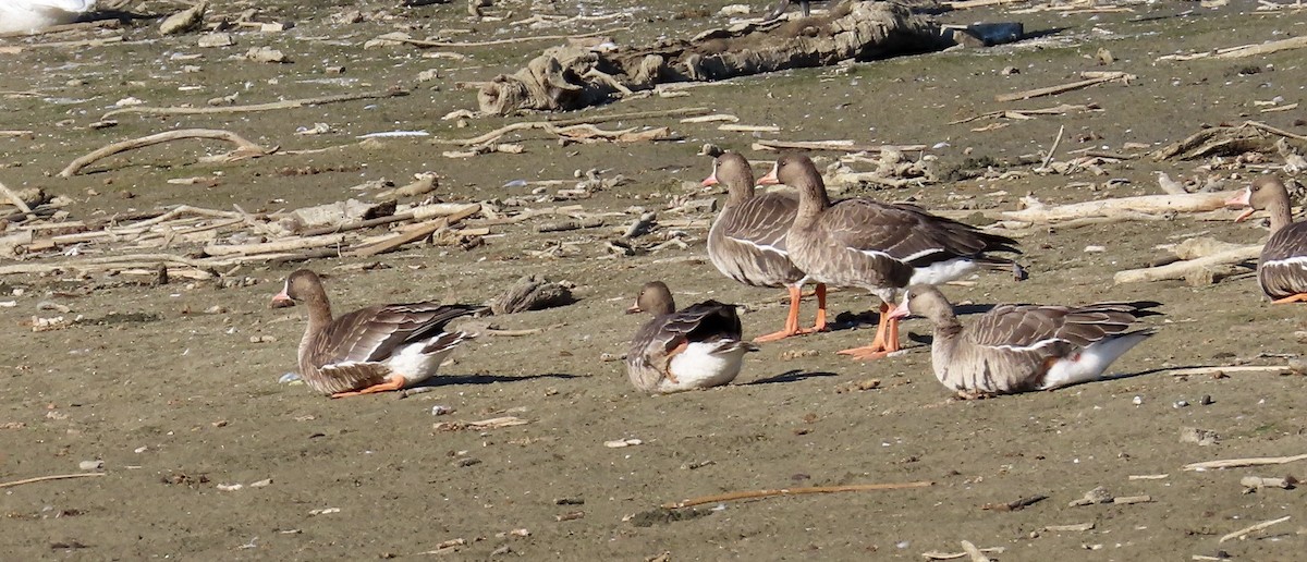 Greater White-fronted Goose - ML610921518